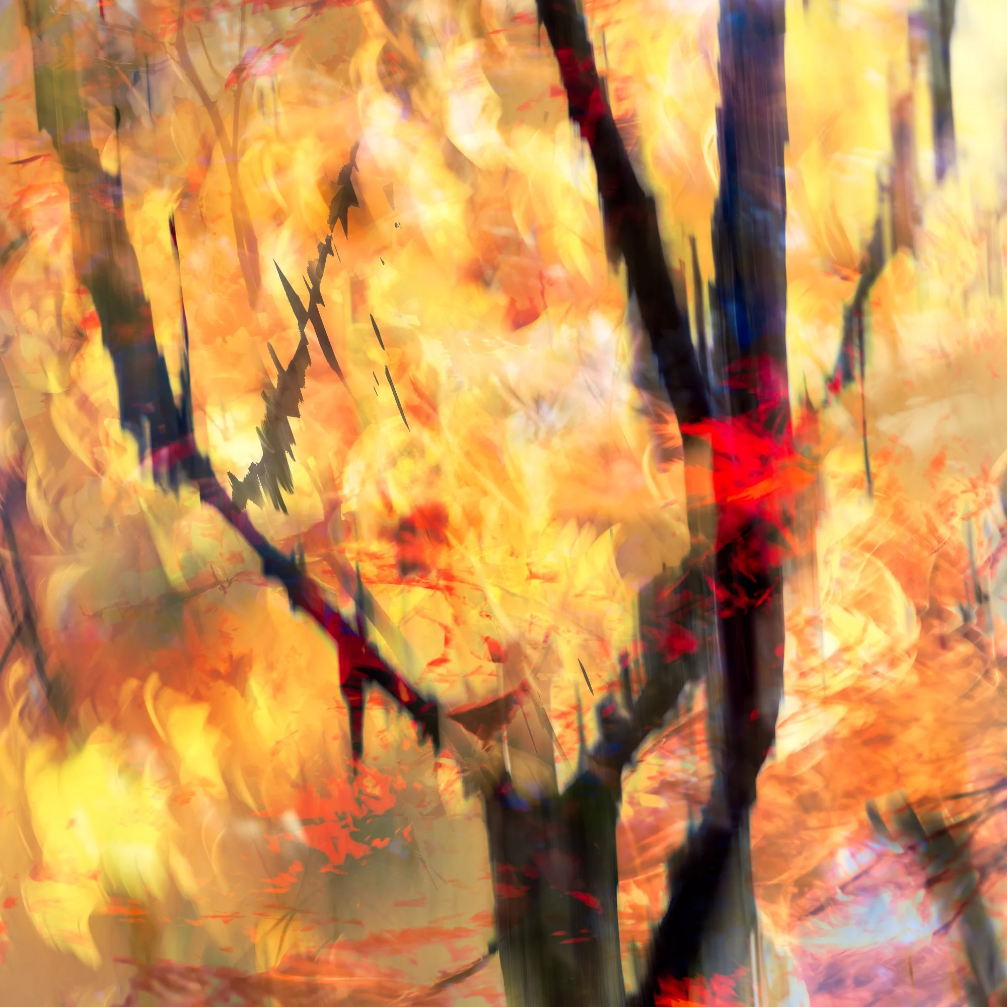 Impressionist photos of trees in fall colours — Kim Stevens